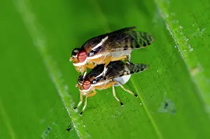 Hexapoda: Mating Fruit Flies
