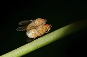 Klunkung: Mating Fruit Flies on stem - Klungkung, Bali, Indonesia