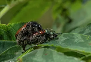 Hexapods: Mating Garden chafers, Phyllopertha horticola on