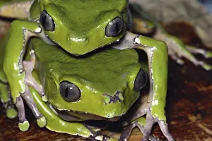 1984: Mating Giant Leaf Frogs