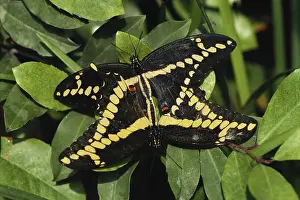 Copula: Mating Giant Swallowtails