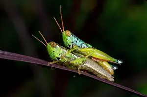 Hexapoda: Mating Grasshoppers