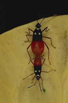 Hemipteran: Mating Harlequin Bugs