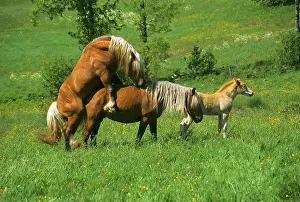 Mares: Mating Horse Comtois Massif Mezenc France