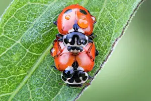 Coccinellidae: Two mating ladybugs with drops of tew on their bodies
