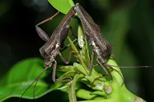 Coreidae: Mating Leaf-footed Bug - Klungkung, Bali, Indonesia
