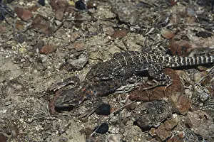 Crotaphytus: Mating Leopard Lizards