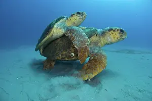 Caretta: Mating Loggerhead Turtles