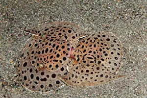 Mate: Mating marine snail (Euselenops luniceps), (Pleurobranchidae
