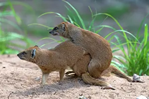 Mongooses: Mating Mongooses (Helogals), Nuremberg Zoo, Middle