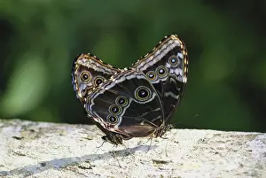 Copula: Mating Morpho Butterflies