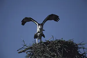 Pandionidae: Mating Ospreys