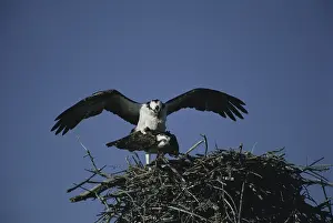 Pandionidae: Mating Ospreys