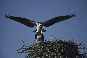 Pandionidae: Mating Ospreys