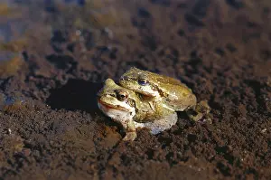 Chorus: Mating Pacific Chorus Frogs