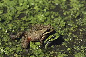 Morphs: Mating Pacific Tree Frogs