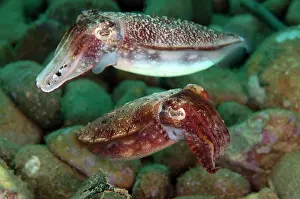 Tentacle: Mating pair of Broadclub Cuttlefish