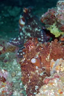 Octopoda: Mating pair of Day Octopuses - Jetty dive site