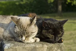 Ease: Mating pair of European cats sleeping next to each other