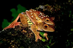 Primary: A mating pair of Harlequin Tree Frogs on a log
