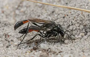 Wasps: Mating pair of Heath Sand Wasps, Ammophila pubescens