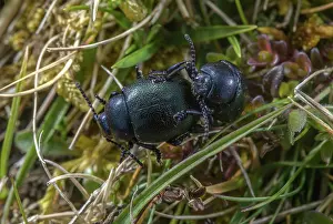 Nosed: Mating pair of Lesser Bloody-nosed Beetles, Tima
