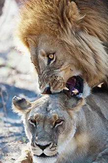 Khwai: Lion