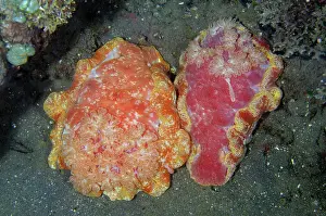 Nudibranch: Mating pair of Spanish Dancers