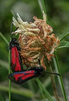 Transparent: Mating pair of Transparent burnet moths, Zygaena