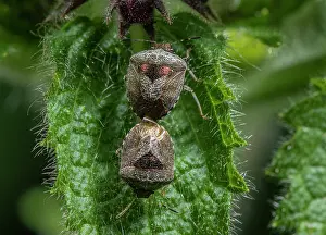 Paired: Mating pair of Woundwort Shieldbug, Stagonomus venustissimus