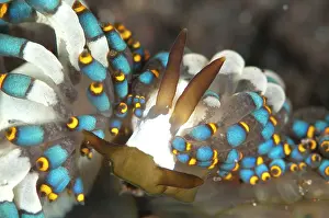 Cerata: Mating pair of Yamasu's Cuthona Nudibranches