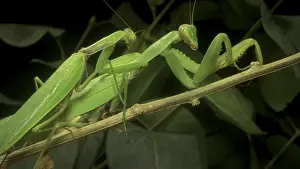 Mantis: Mating of Praying mantises. Close up of male and