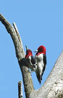 Melanerpes: Mating Red-headed Woodpeckers