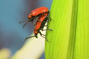 Lilii: Mating Scarlet Lily Beetles