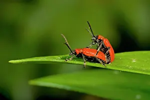 Lilii: Mating Scarlet Lily Beetles