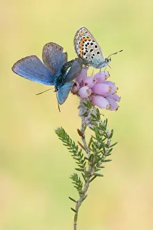 Argus: mating Silver-studded blue (Plebejus argus) on