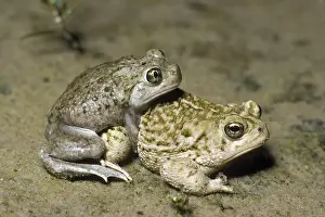 Toads: Mating Spadefoot Toads
