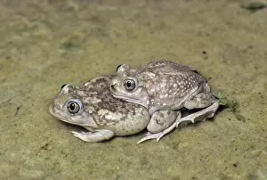Toads: Mating Spadefoot Toads
