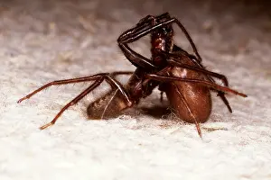 Introduced: MATING SPIDERS