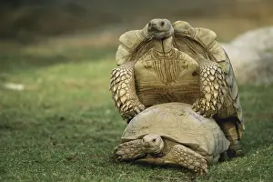 Geochelone: Mating Spurred Tortoises