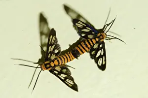Erebidae: Mating Tiger Moths