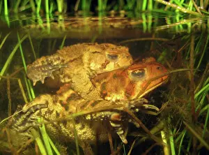 Reproducing: Mating Toads