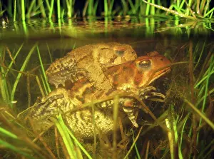 Reproducing: Mating Toads