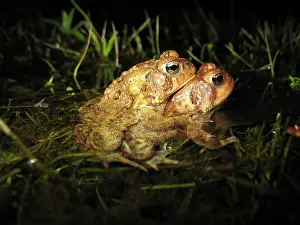 Reproducing: Mating Toads