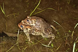 Reproducing: Mating Toads