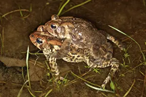 Reproducing: Mating Toads