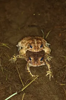 Reproducing: Mating Toads