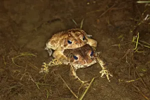 Reproducing: Mating Toads