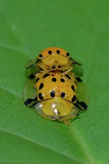 Tortoise: Mating Tortoise Beetles
