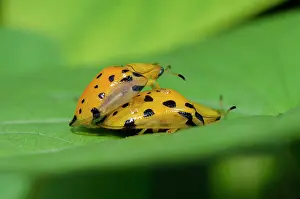 Tortoise: Mating Tortoise Beetles